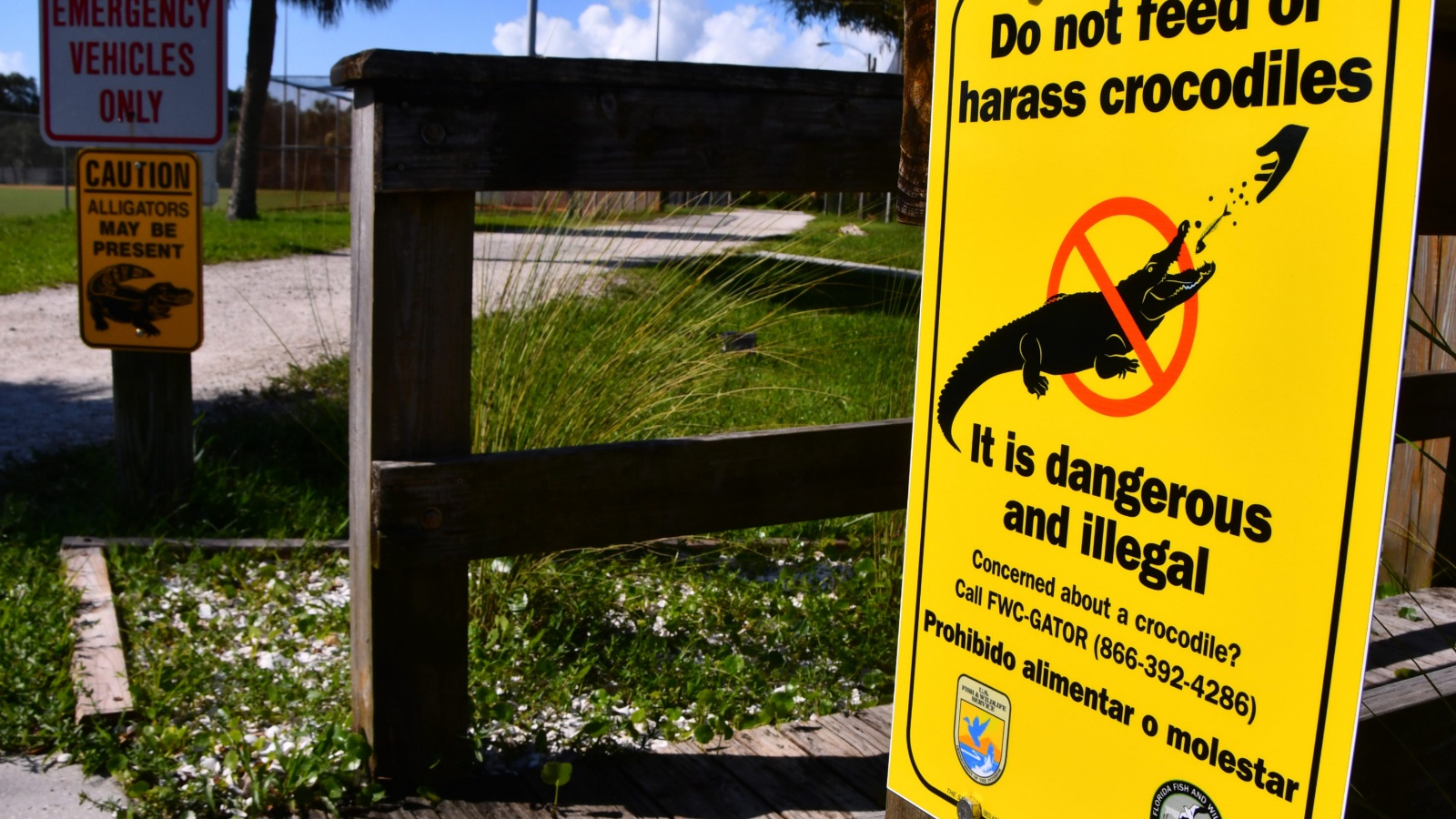 에버글레이즈 악어 총격 사건 보도