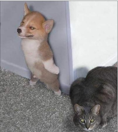 강쥐