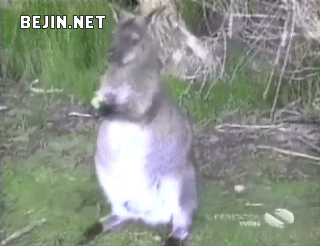 람쥐람쥐